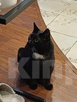 Кошки в Казани: Потерялся кот Салем Мальчик, 5 000 руб. - фото 2