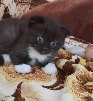 Объявление: Котенок мальчик темносерый с белыми лапками метис, Бесплатно, Гатчина