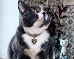 Кошки в Москве: Пепельная трехцветная Шерри Девочка, Бесплатно - фото 9