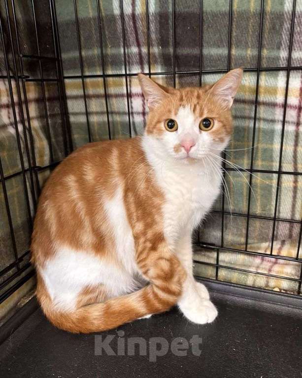 Кошки в Москве: Мраморный рыжий котик в клетке 💔 Мальчик, Бесплатно - фото 2