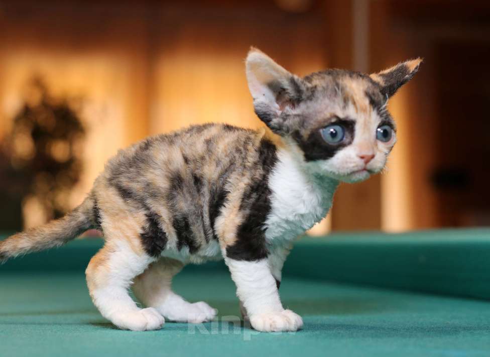 Кошки в Санкт-Петербурге: Девон рекс Девочка, 60 000 руб. - фото 4