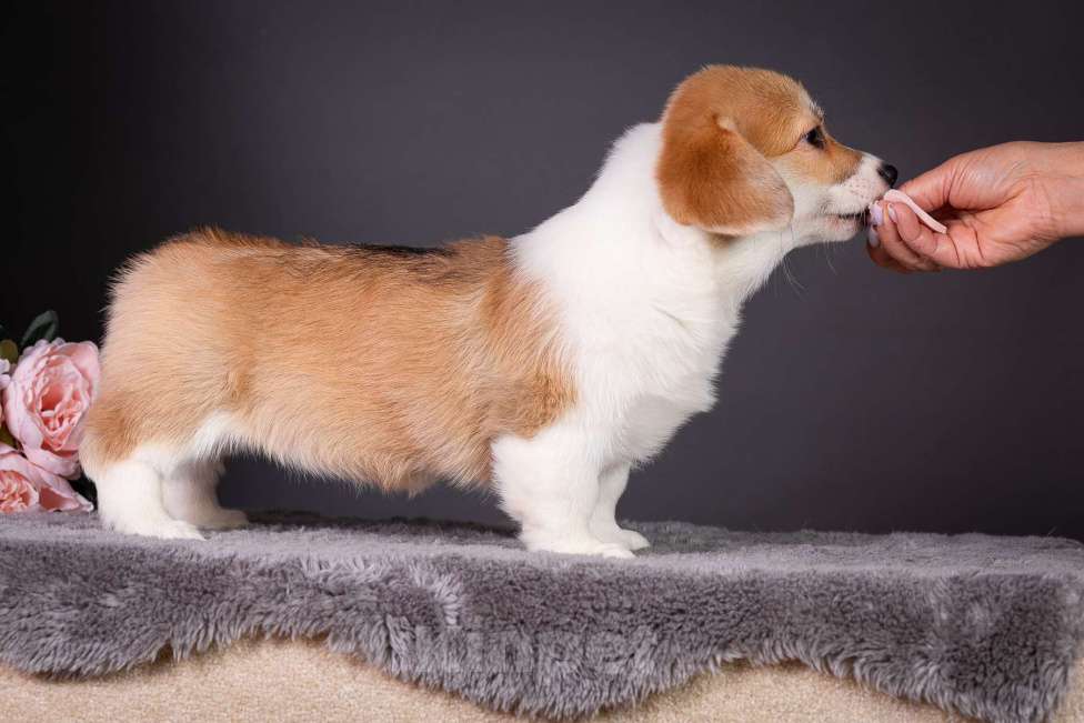 Собаки в Москве: Продам щенка вельш корги пемброк Девочка, 70 000 руб. - фото 5