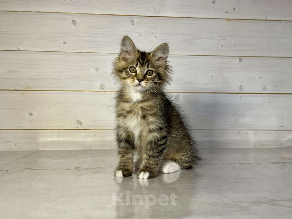 Кошки в других городах Московской области: Pixel of Rufus vallis Мальчик, 50 000 руб. - фото 2