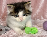 Кошки в Санкт-Петербурге: Котенок 1 месяц Элин Девочка, Бесплатно - фото 1