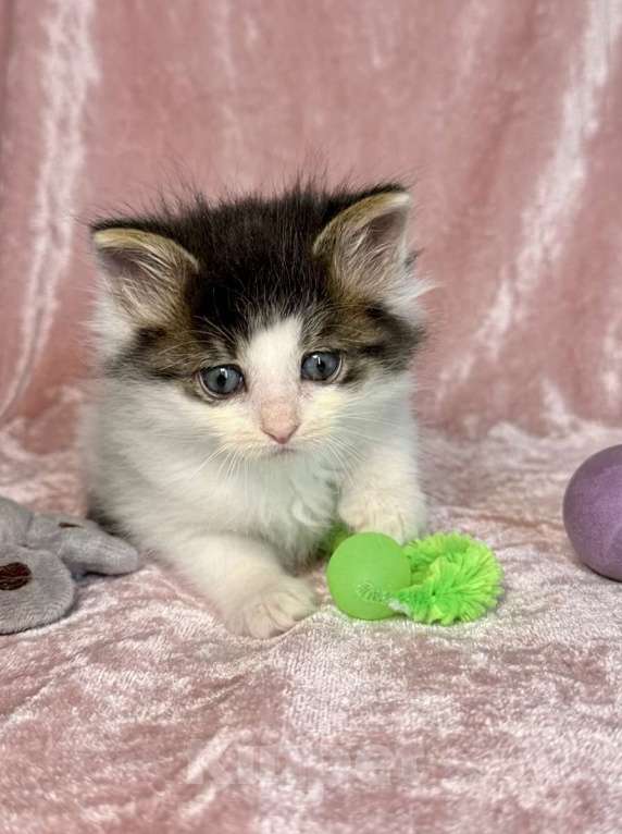 Кошки в Санкт-Петербурге: Котенок 1 месяц Элин Девочка, Бесплатно - фото 1