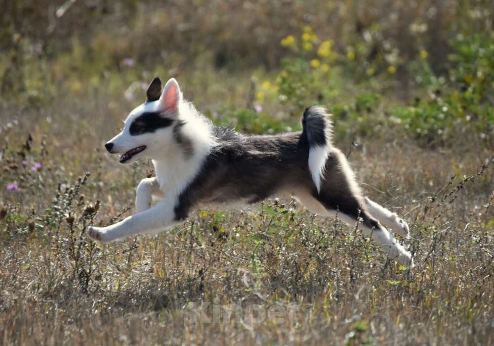 Собаки в Москве: Ненецкая оленегонная лайка. Сука Алекса. Девочка, 60 000 руб. - фото 9