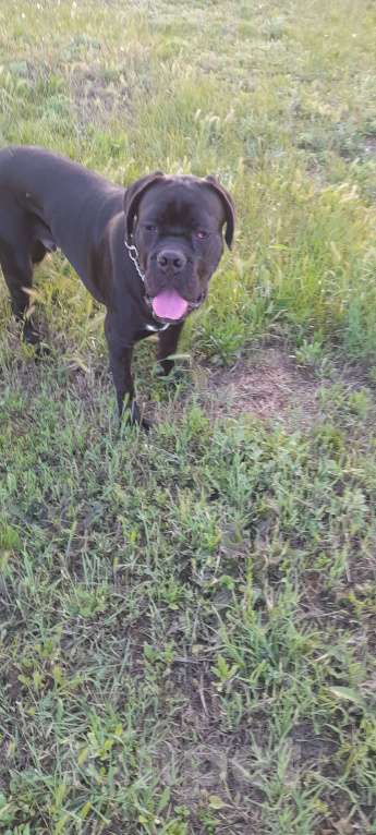 Собаки в Джанкое: Продажа собаки  Мальчик, 20 000 руб. - фото 4