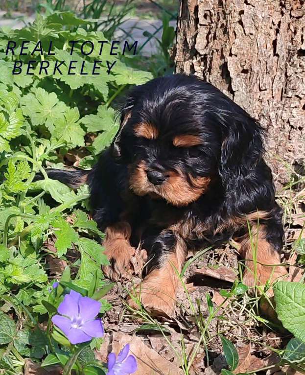 Собаки в Москве: Кавалер Кинг Чарлз Спаниель  паренек черно-подпалый Мальчик, 50 000 руб. - фото 2