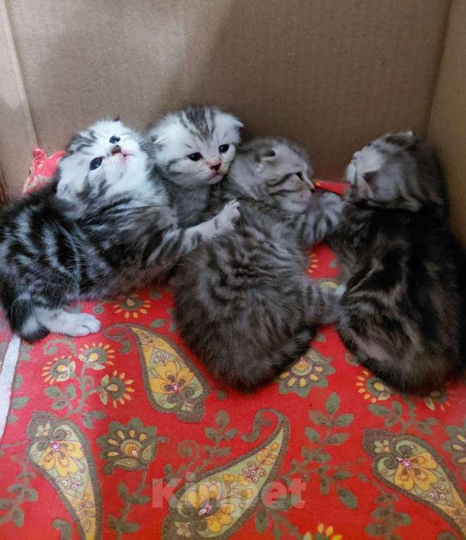 Кошки в Казани: Шотландские вислоухие котята Девочка, 4 000 руб. - фото 2