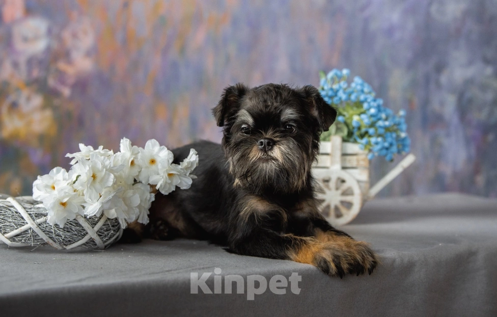 Собаки в Калининграде: Девочка Девочка, 60 000 руб. - фото 4