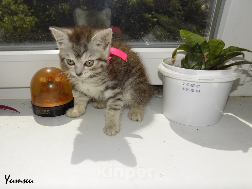 Кошки в Москве: Шотландский прямоухий короткошёрстный котёнок Девочка, 8 000 руб. - фото 1