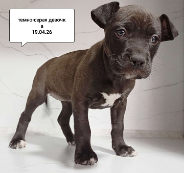 Американский питбультерьер щенок девочка. Темно- серая