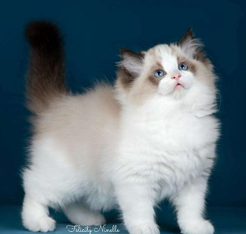 Рэгдолл котята 