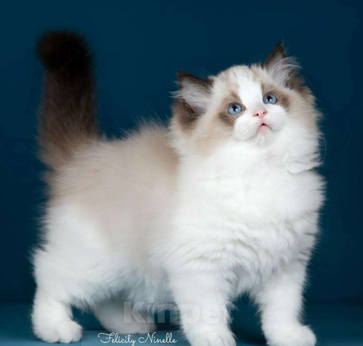 Кошки в Москве: Рэгдолл котята  Мальчик, Бесплатно - фото 1