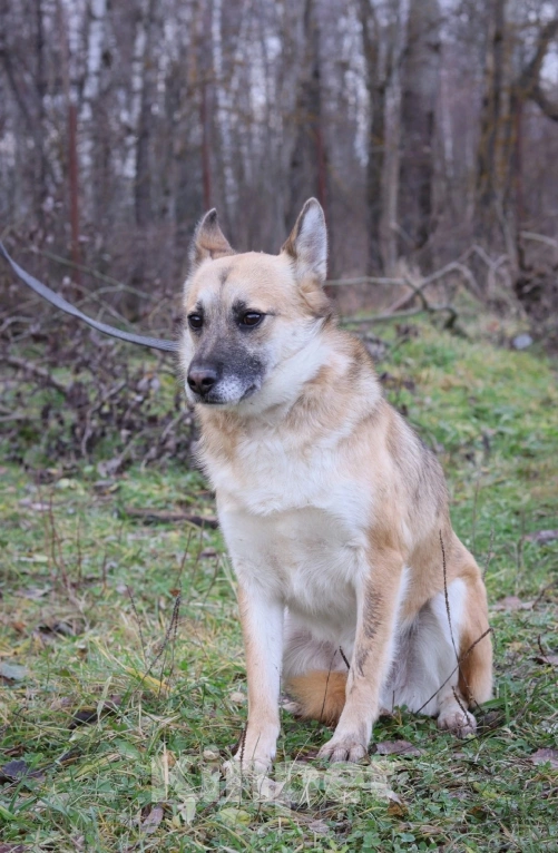 Собаки в Подольске: Рыжику очень нужен дом  Мальчик, Бесплатно - фото 4