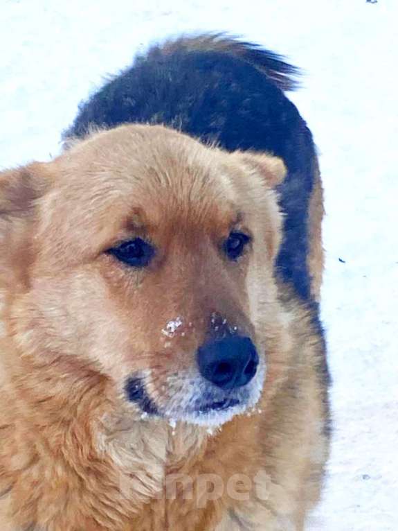 Собаки в других городах Ленинградской области: Лукас большой и сильный пёс в поиске дома Мальчик, Бесплатно - фото 1