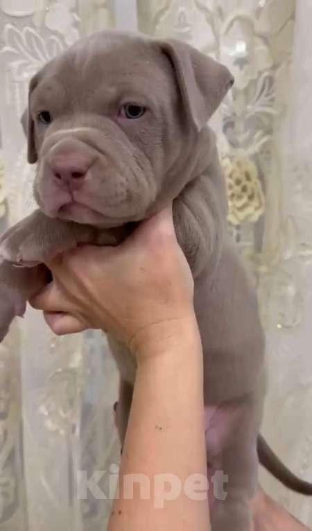 Собаки в Краснодаре: Светло-лиловая Девочка, 100 000 руб. - фото 1