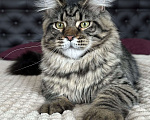 Кошки в Дедовске: Очаровательный Игнат  Мальчик, 35 000 руб. - фото 4