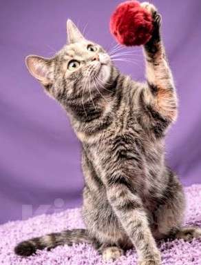 Кошки в Санкт-Петербурге: Кошечка для души Девочка, Бесплатно - фото 1