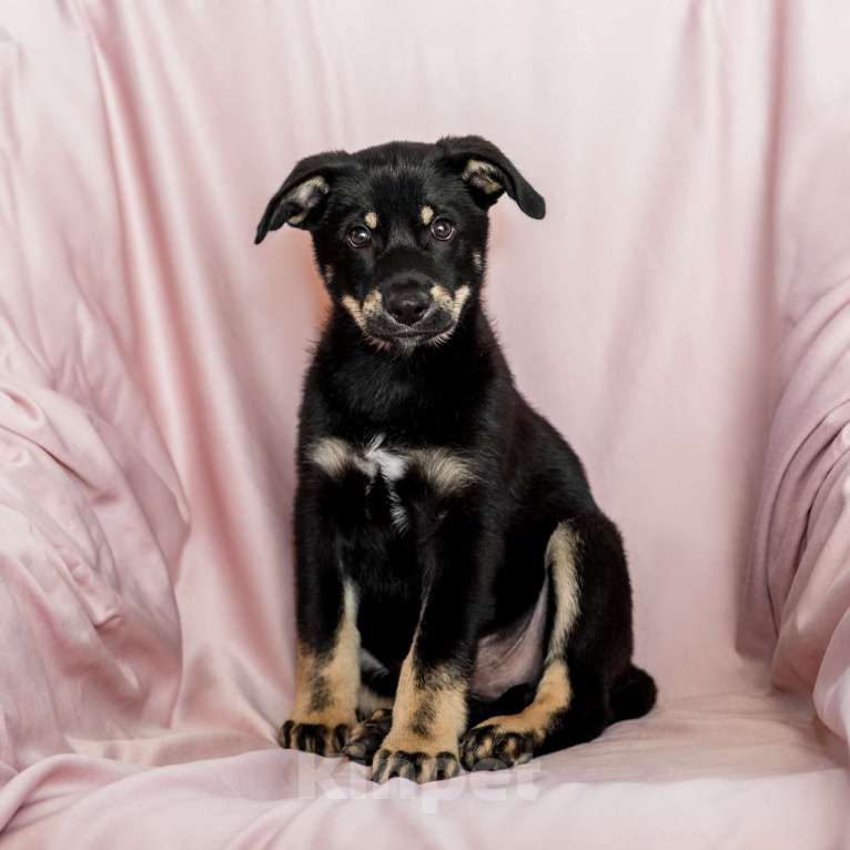 Собаки в Одинцово: Щенок метис Мальчик, Бесплатно - фото 4