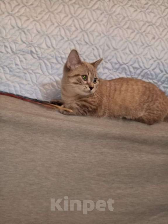 Кошки в других городах Воронежской области: Котята короткие лапки . Девочка, 35 900 руб. - фото 6