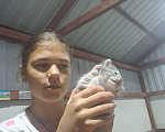 Кошки в Новошахтинске: Котенок Девочка, Бесплатно - фото 2