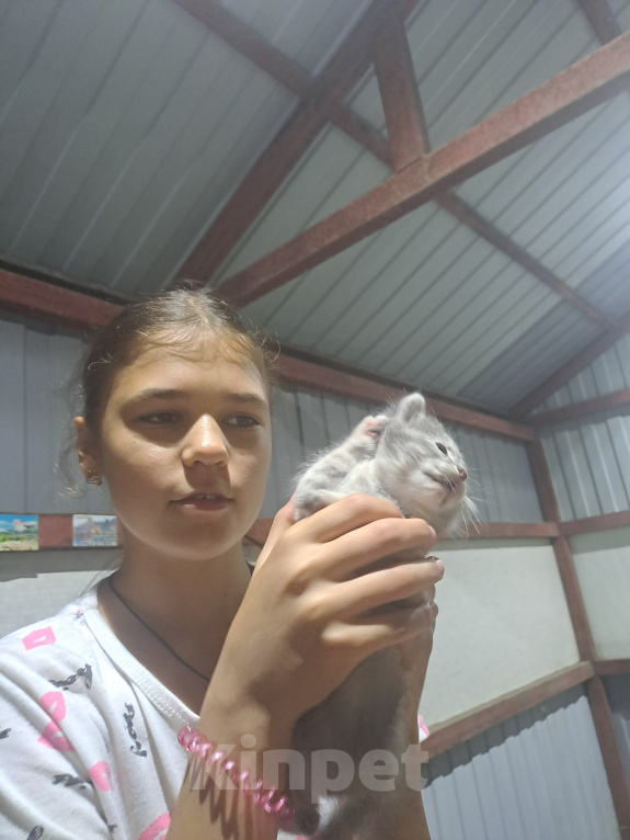 Кошки в Новошахтинске: Котенок Девочка, Бесплатно - фото 2