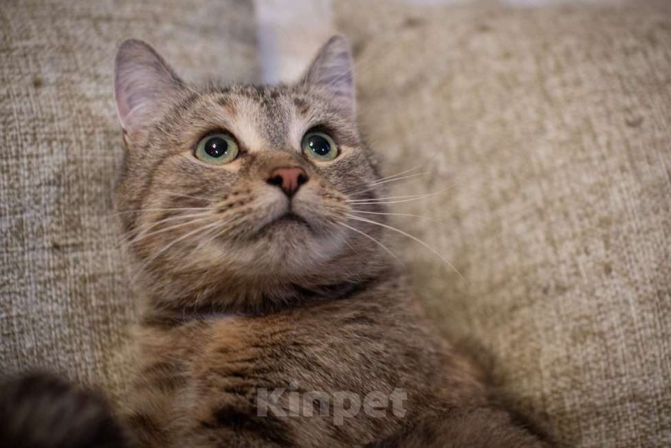 Кошки в Москве: Кошечка Лада в добрые руки Девочка, Бесплатно - фото 3