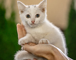 Кошки в Подольске: Белая девочка в добрые руки Девочка, Бесплатно - фото 4