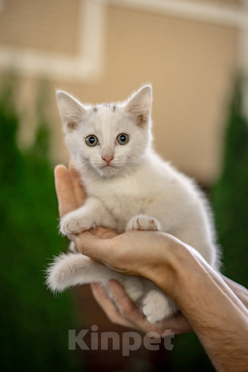 Кошки в Подольске: Белая девочка в добрые руки Девочка, Бесплатно - фото 4