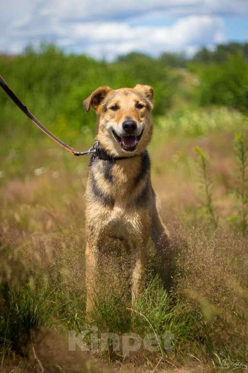 Собаки в Москве: Джой Мальчик, Бесплатно - фото 8