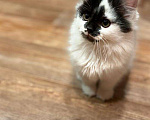 Кошки в Ореховом-Зуево: Котенок в добрые руки Мальчик, Бесплатно - фото 4