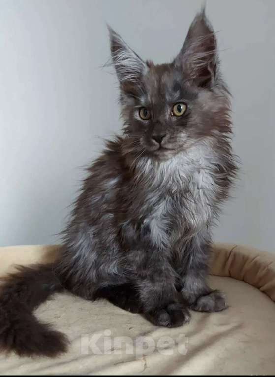 Кошки в Павловском Посаде: Мейн-кун мальчик 2 месяца Мальчик, 37 000 руб. - фото 2
