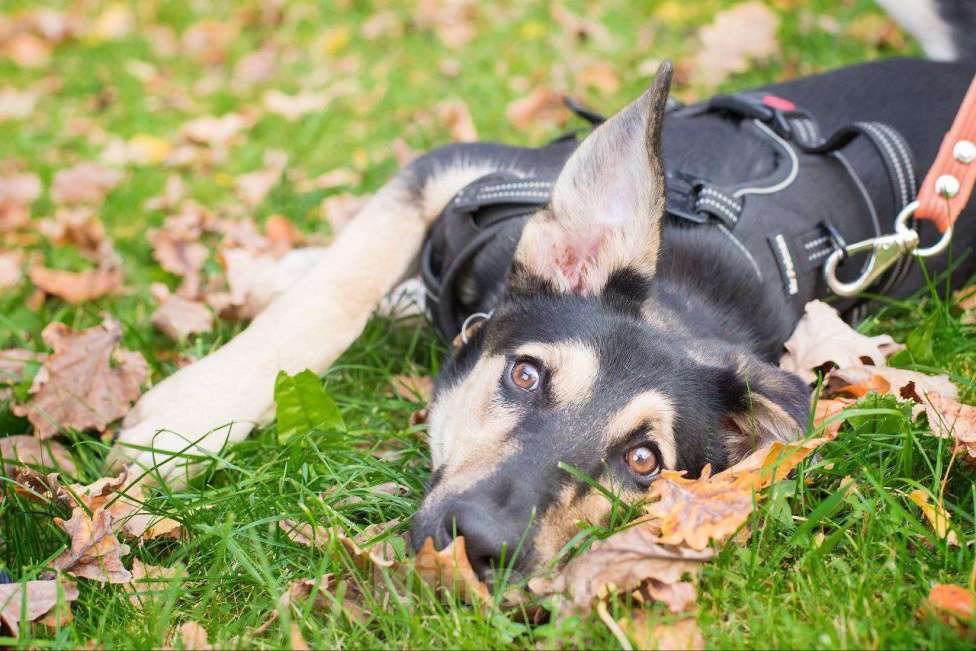 Собаки в Москве: Щенок Муха в добрые руки Девочка, Бесплатно - фото 3