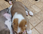 Собаки в Кашире: Щенок Алабая Мальчик, 25 000 руб. - фото 2