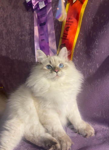 Кошки в Москве: Котенок-чемпион Девочка, 70 000 руб. - фото 2