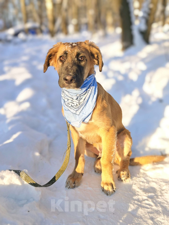 Собаки в Москве: Щенок ищет дом Мальчик, Бесплатно - фото 3