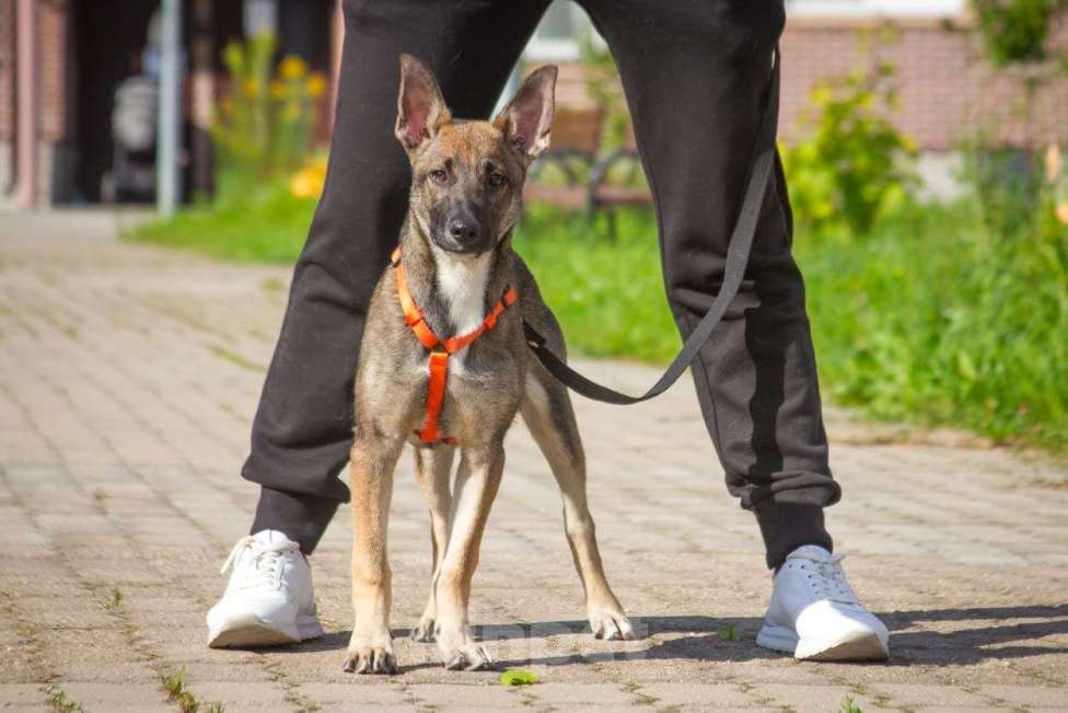 Собаки в Красногорске: Щенок Герда 3,5 месяца в добрые руки  Девочка, Бесплатно - фото 6