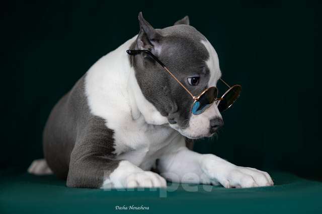 Собаки в Москве: Вульф Стайл Кукла Девочка, 120 000 руб. - фото 4