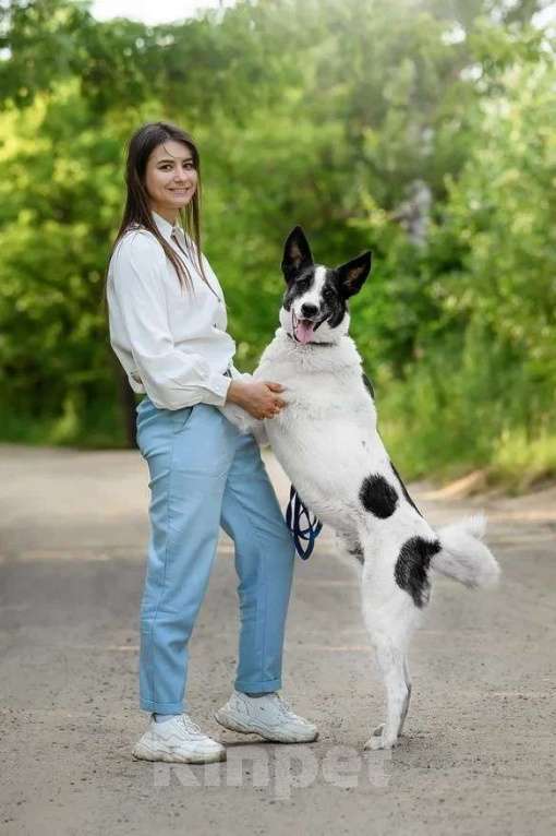 Собаки в Ярославле: Рорик ждет Вас вприюте! Мальчик, Бесплатно - фото 4