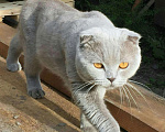 Кошки в Абакане: вязка, 1 000 руб. - фото 3