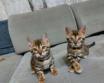 Кошки в Нытве: Бенгальские котята мальчик и девочка Мальчик, 18 000 руб. - фото 2