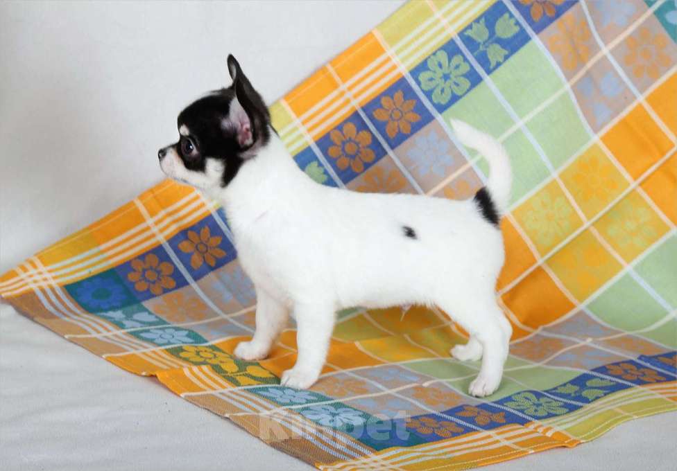 Собаки в Люберцах: Чихуахуа щенки Мальчик, Бесплатно - фото 2