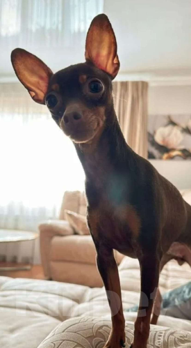 Собаки в Краснодаре: Пропала собачка той-терьер в Краснодаре Девочка, 5 000 руб. - фото 2