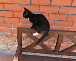 Кошки в Воронеже: Котёнок девочка с доставкой Девочка, Бесплатно - фото 10