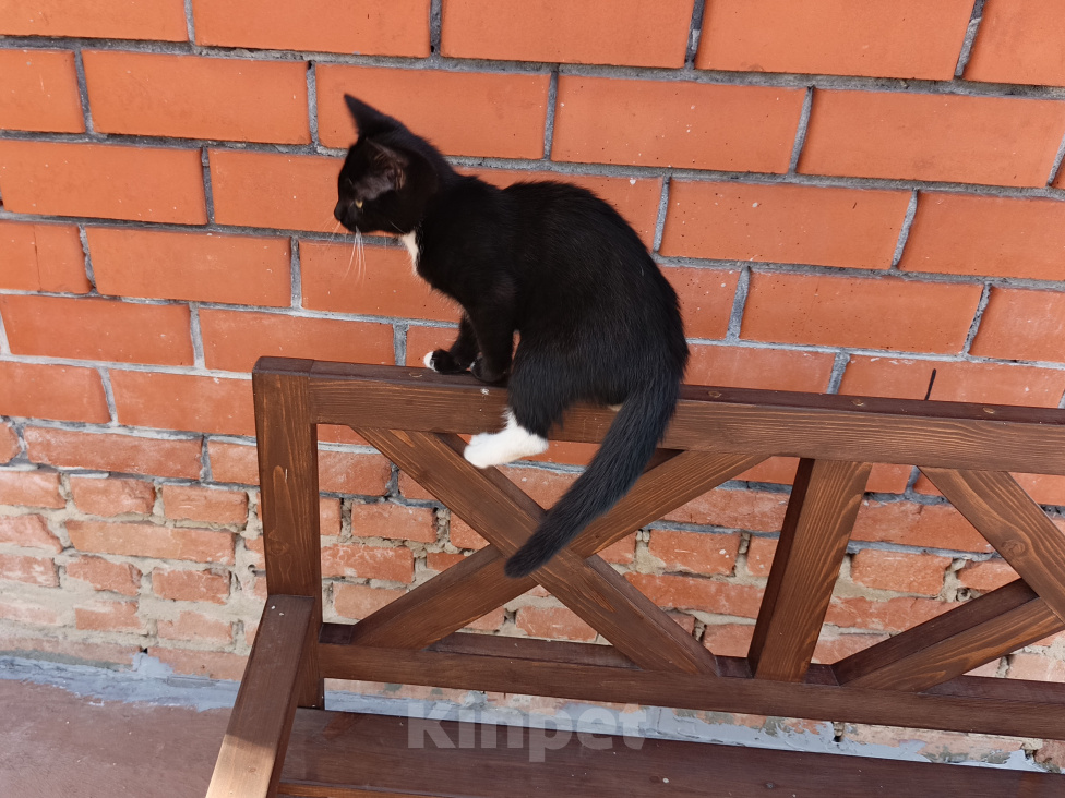 Кошки в Воронеже: Котёнок девочка с доставкой Девочка, Бесплатно - фото 10