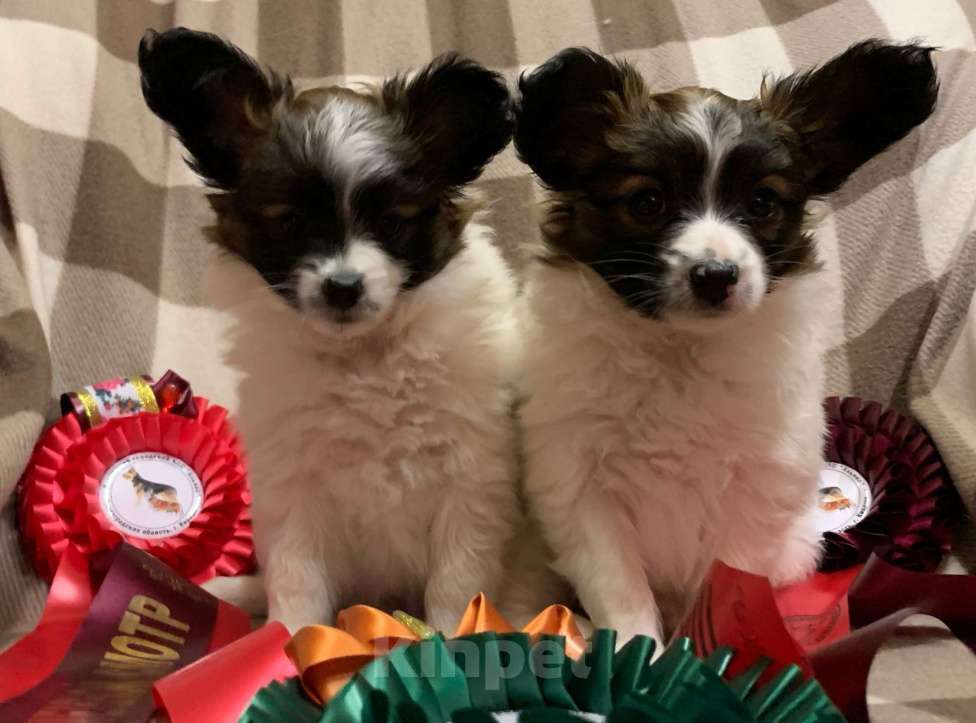 Собаки в Кириши: Щенок папийона Мальчик, Бесплатно - фото 3