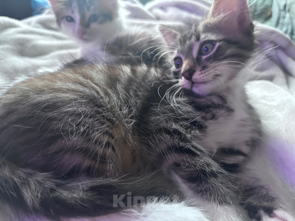 Кошки в Москве: Котенок в добрые руки Мальчик, Бесплатно - фото 4