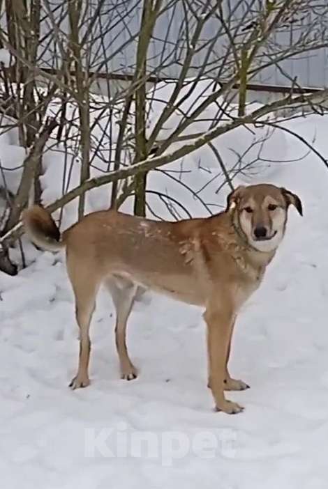 Кошки в Москве: Марсель ищет дом Мальчик, Бесплатно - фото 3