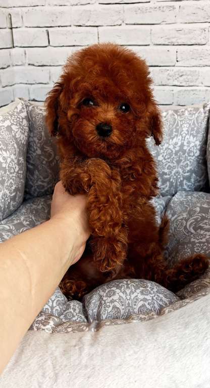 Собаки в Москве: Мальчик той пудель микро размер Мальчик, 100 000 руб. - фото 2